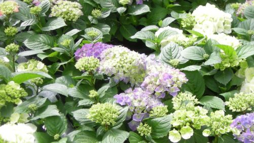 Hortensia