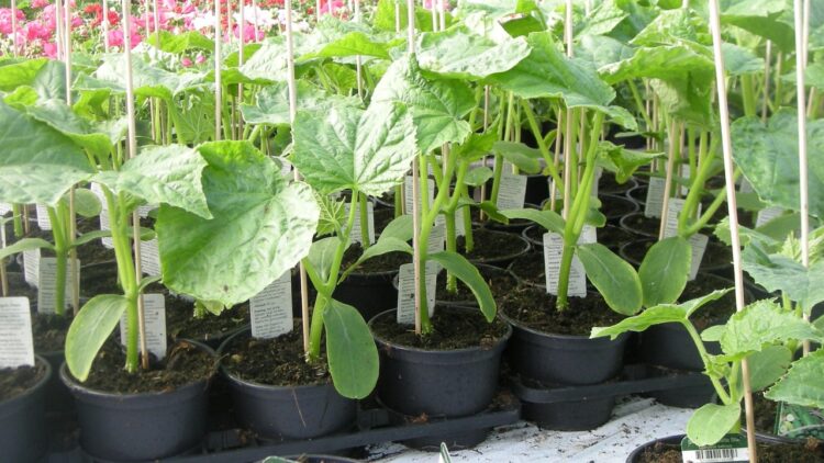 Agurkeplanter