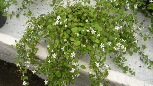 Bacopa