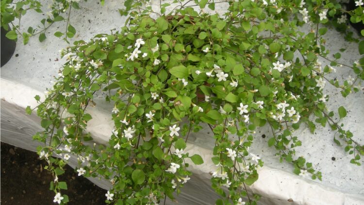 Bacopa