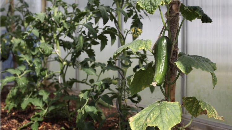 Agurkeplante i drivhus