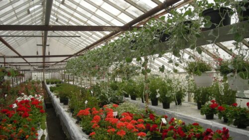 Gartneri med blomster