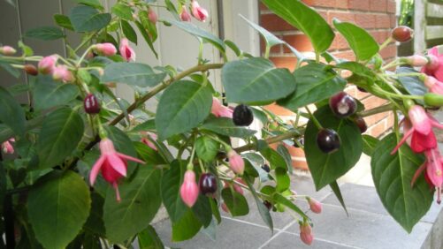 Fuchsia med bær