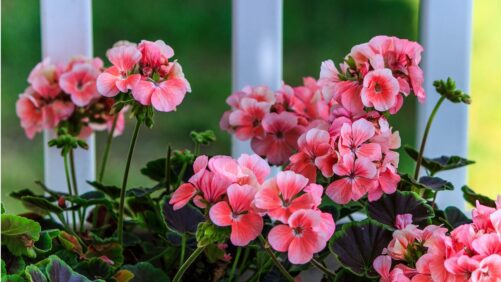 Pelargonium