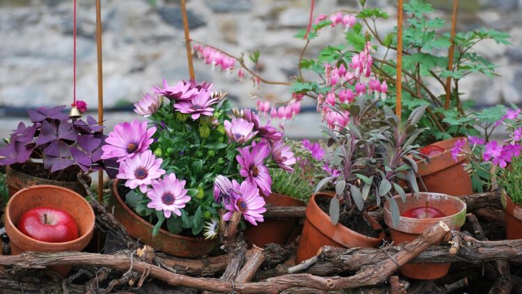 Spanske margueriter i krukke
