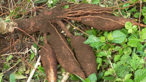 Cassava knolde