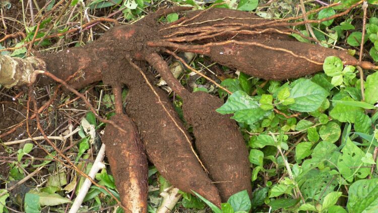 Cassava knolde