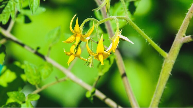 Tomat i blomst