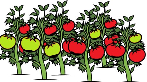 Tomater med griffelråd