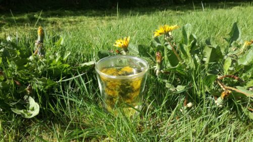 Te af mælkebøtte blomst