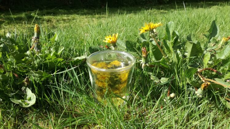 Te af mælkebøtte blomst